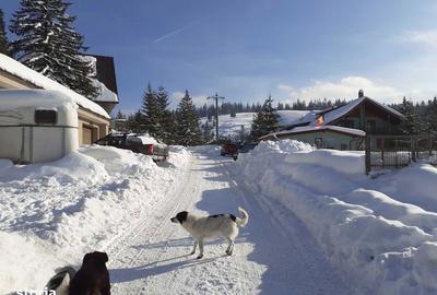 Teren de 10000 mp, în Forban - 4
