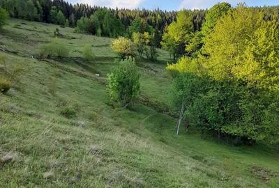 Teren de 50000 mp, în Petelei