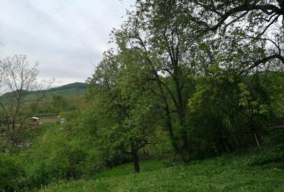 Teren de 714 mp, în Iedera - 6