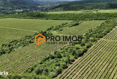 Teren de 7992 mp, în Vernești - 2