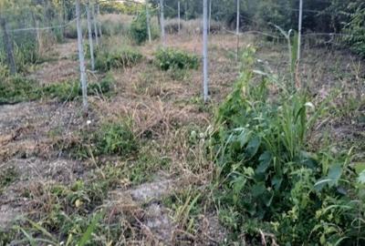 Casă cu 5 camere cu Teren 250 Mp în Bucovăț - 2