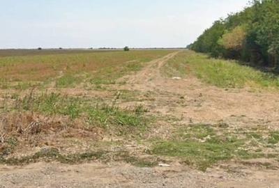 Teren de 25000 mp, în Afumați