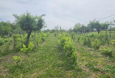 Casă cu 5 camere cu Teren 3000 Mp în Central