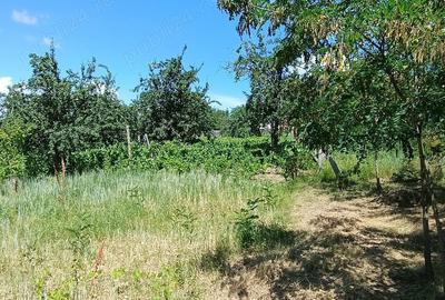 Teren de 2500 mp, în Dealu Cucului