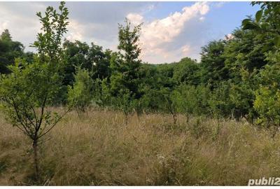 Teren de 1290 mp, în Scorțeni - 4