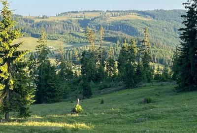 Teren de 500000 mp, în Ciocănești - 12