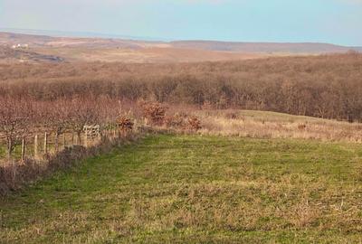 Teren de 3000 mp, în Nord - 1