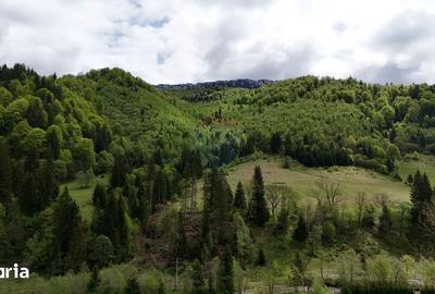 Teren de 48297 mp, în Rucăr - 10