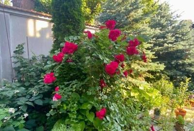 Apartament cu 3 camere, mobilat în Bucureștii Noi - 1