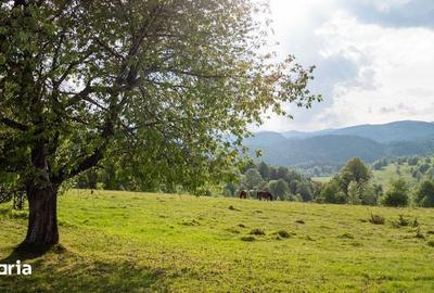 Teren de 11000 mp, în Albac - 5