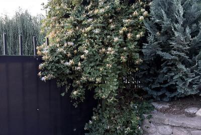 Casă cu 2 camere în Șura Mare - 1