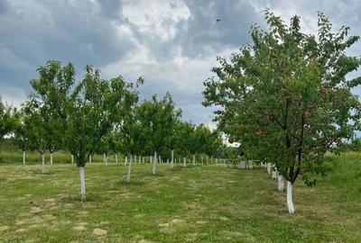 Teren de 1500 mp, în Cordău