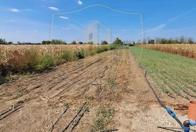 Teren agricol intravilan de 2470 mp, în Copăceni - 5