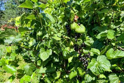 Casă cu 5 camere decomandat cu Garaj în Ilieni - 1