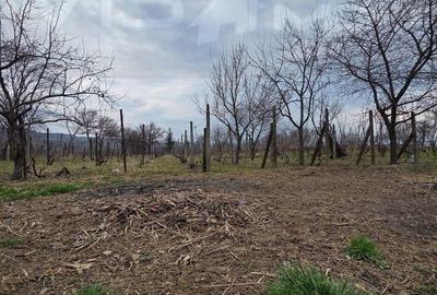 Casă cu 3 camere cu Teren 2096 Mp în Central - 3