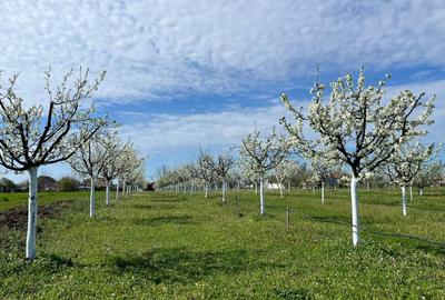 Teren intravilan de 3500 mp, în Sânmartinu Sârbesc - 7