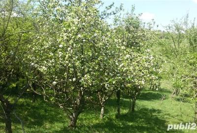 Teren de 950 mp, în Dealul Malului
