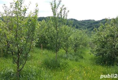 Teren de 20000 mp, în Gura Bărbulețului - 4