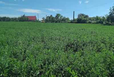 Teren de 2500 mp, în Popești - 2