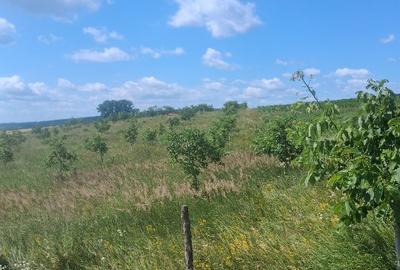 Teren agricol extravilan de 7000 mp, în Zvoriștea - 7