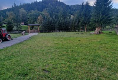 Teren de 3800 mp, în Borca - 1