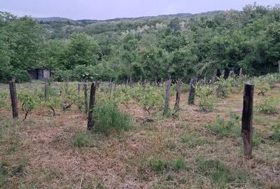 Casă cu Teren 2500 Mp în Gura Văii