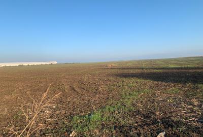 Teren agricol extravilan de 20000 mp, în Popești-Leordeni - 4
