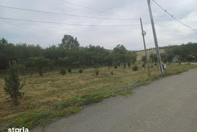 Teren de 1200 mp, în Borșa