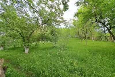 Teren de 1000 mp, în Ghioșești - 1