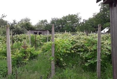 Casă individuală cu 4 camere cu Teren 2000 Mp în Bucecea - 8