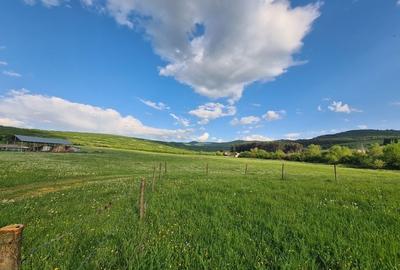 Teren de 800 mp, în Cărpiniș - 5
