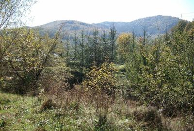 Teren de 1500 mp, în Molid - 4