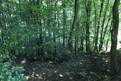 Teren de 14523 mp, în Văleni-Dâmbovița