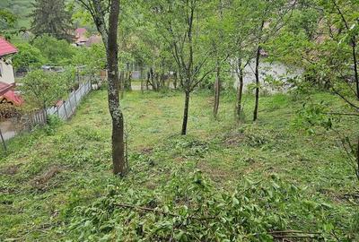 Teren de 800 mp, în Borzești - 1