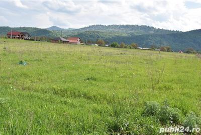 Teren de 5000 mp, în Cut - 1