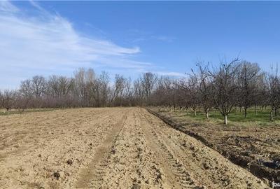 Teren de 2500 mp, în Sud - 5