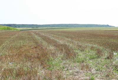 Teren Construcții intravilan de 19720 mp, în Belciugatele - 7