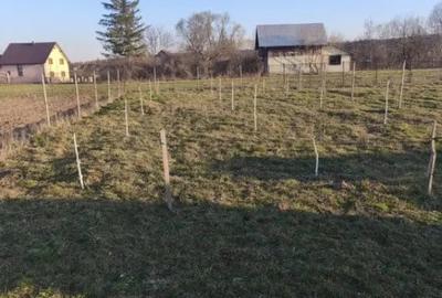 Casă cu 7 camere cu Teren 2500 Mp în Marginea - 2