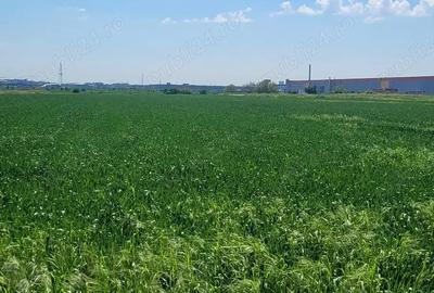 Teren de 5000 mp, în Dragomirești-Deal - 2