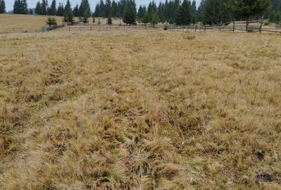 Teren de 4949 mp, în Panaci