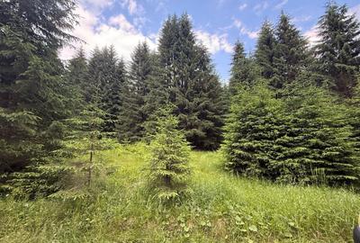 Teren agricol intravilan de 2500 mp, în Comandău - 4