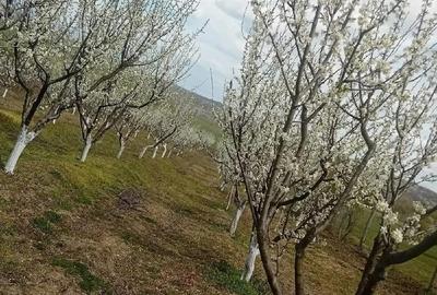Teren de 7500 mp, în Grui - 4