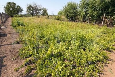 Casă cu 3 camere cu Teren 1700 Mp în Central