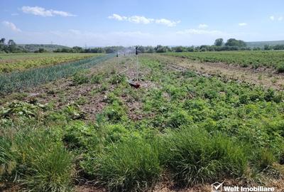 Teren agricol extravilan de 10000 mp, în Jucu de Mijloc - 10
