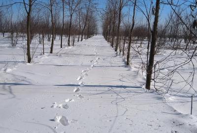 Teren în Gheorghe Lazăr - 9