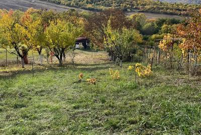 Teren de 1130 mp, în Săldăbagiu de Munte