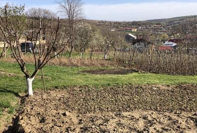 Teren de 5000 mp, în Miroslava