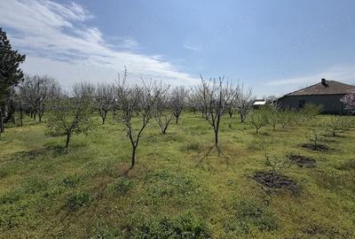Casă cu 3 camere cu Teren 3000 Mp în Rasa - 7