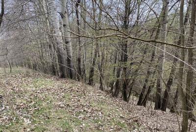 Teren de 22000 mp, în Corbi - 7