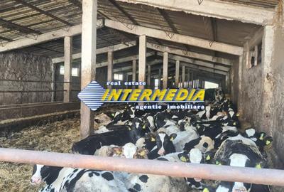 Casă individuală cu 20 camere cu Teren 35000 Mp în Pianu - 11
